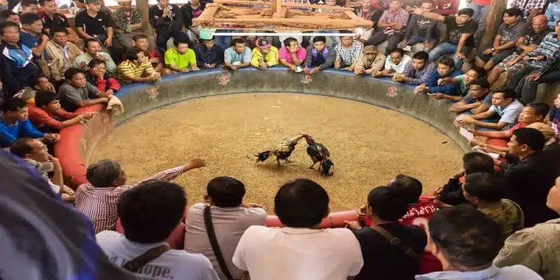 Cách chơi đá gà cựa sắt từ A đến Z