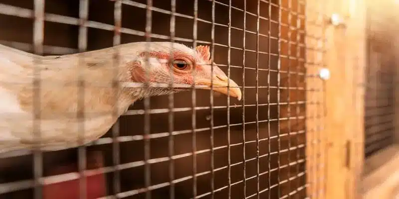 Đá gà cựa sắt