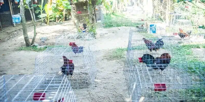 Hướng dẫn cá cược đá gà Thomo tại 8KBET