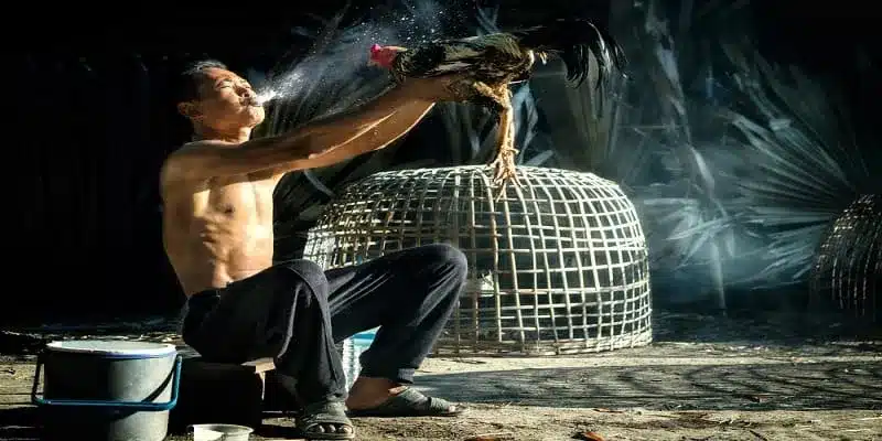 Kinh nghiệm chơi đá gà Thomo hiệu quả