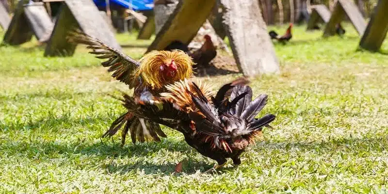 Mẹo chọn gà và cược đá gà cựa sắt hiệu quả